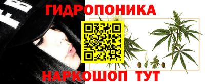 кокс Кингисепп